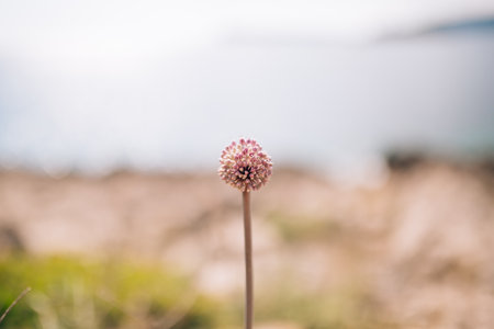 Allium cepa onion sprout on a thin stem.の写真素材