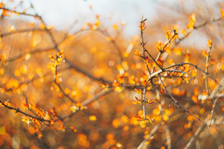 Close-up of spring branches with blossoming buds.の写真素材