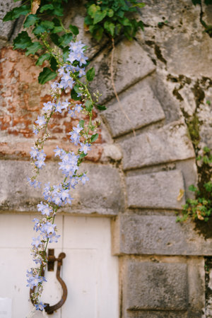 Campanula groom with blue bells against a stone wall with an arch.の写真素材