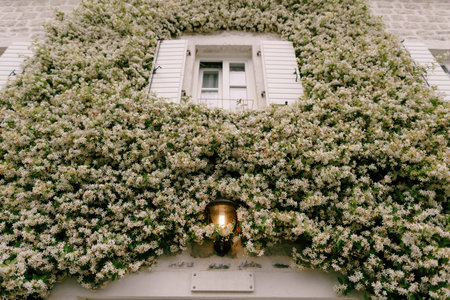 Jasmine curling up the wall by a window with open shutters and a street lamp on.の写真素材