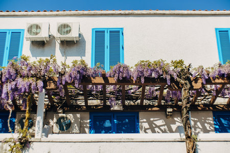 Bunches of wisteria on a wooden bar outside a house with blue shutters.の写真素材
