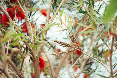 Callistemon citrinus red flowers in branches and green leaves.の写真素材