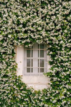 Jasmine, during flowering, densely curls along the wall near the window with a metal lattice.の写真素材