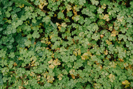 Carpet of green clover covered with dew drops.の写真素材