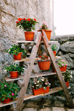 bookcase shelf with flowers. Flower pots are brown with flowers on a wooden stepladder. DIY wooden shelf for flowers.の写真素材