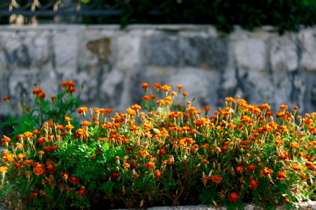 Marigolds during flowering in a garden bed near a stone wall.の写真素材