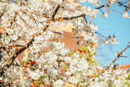 Spring background - white flowers on the branches of a blossoming cherry tree.の写真素材