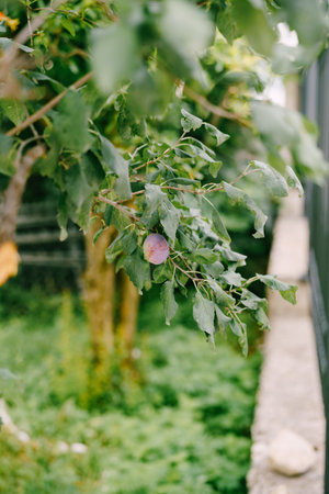 A large plum on a tree branch against a background of green grass in the garden.