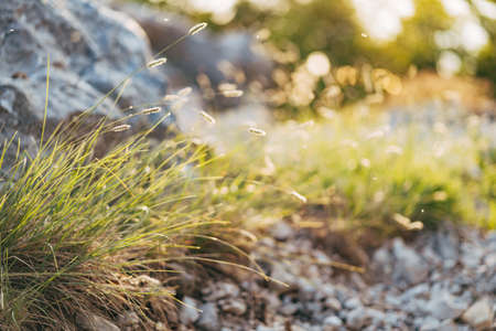 Grass with spikelets in the sun by the stones.の写真素材