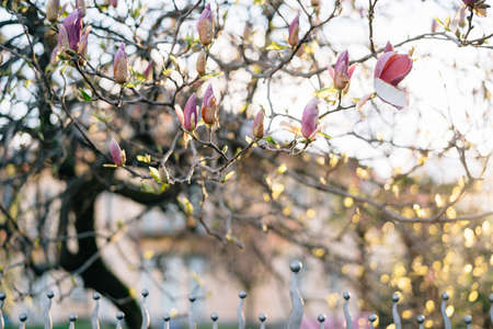 Unopened buds of pink magnolia flower on tree branches in the garden, in the golden sunlight at sunset.の写真素材