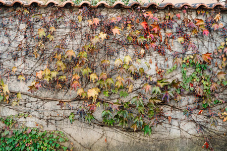 The wall is entwined with girlish grapes with bunches of small black grapes. Vines with red and green leaves.の写真素材