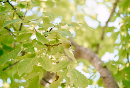 Close-up of a walnut fruit in green leaves on a tree.