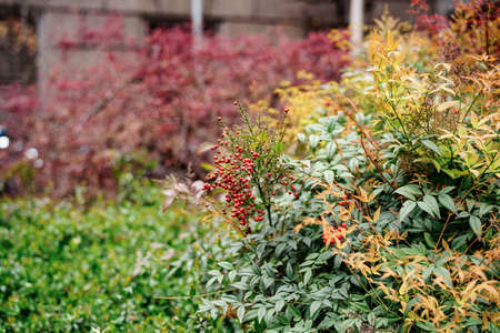 Nandina bush with red berries in a clearing by the wall.の写真素材
