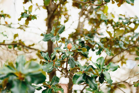 Magnolia fruit on a bush with leaves.の写真素材