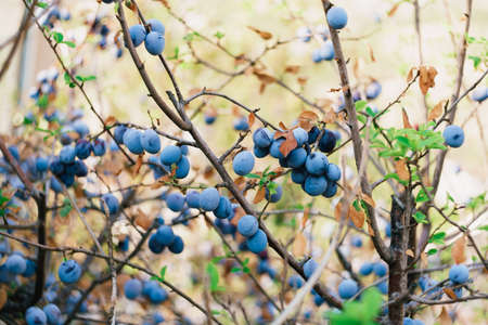 Plum fruits on branches with dry leaves and young green.