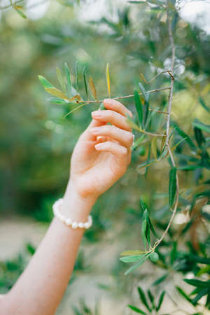 The graceful hand of a woman in a pearl bracelet touches the thin young branches of an olive treeの写真素材