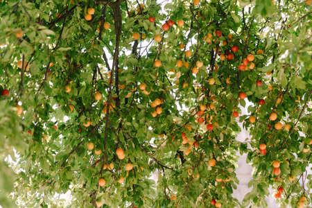 Ripe fruits of yellow and red plum in the plum tree during ripening.の写真素材