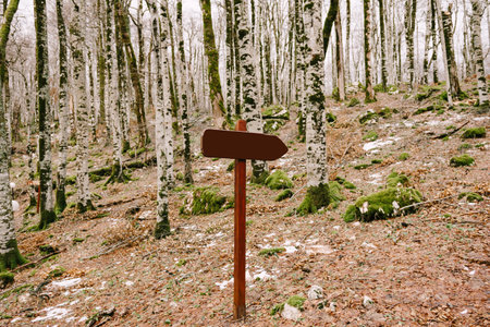 Wooden sign with an empty field stands in the middle of the forest on a hillの写真素材