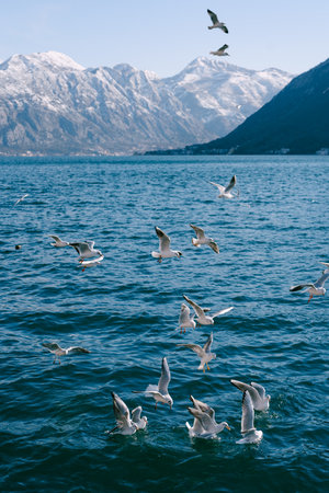Flock of seagulls circling above the water