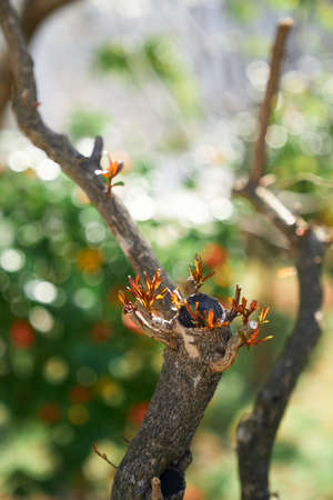 Young foliage blooms on the tree. Close-upの写真素材
