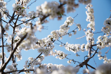Blooming tree branches against the sky. Close-upの写真素材