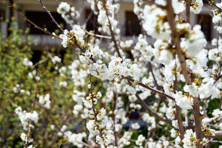 Building through flowering trees. Close-up