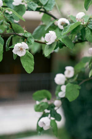Blooming quince tree with raindrops on flowersの写真素材