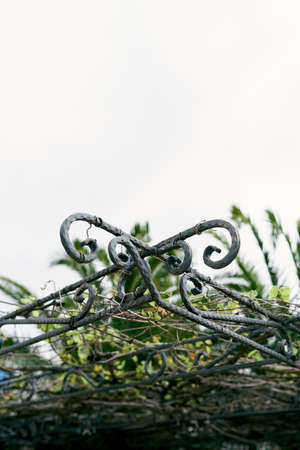 Carved metal canopy with green climbing plants on it. Close-up