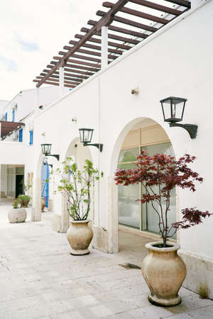 Beautiful flowering trees in pots stand in the courtyard of the houseの写真素材