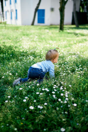 Little girl crawling on the grass among white daisies on the background of the buildingの写真素材
