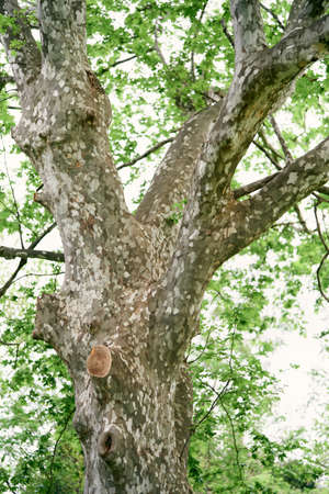 Green branches of an old plane tree. Close-up