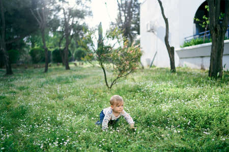 Kid crawls on the lawn among white daisies on the background of the buildingの写真素材