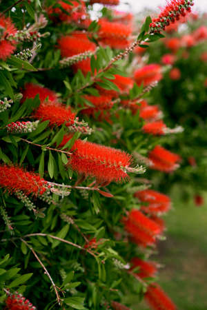 Large red callistemon flowers on a green bushの写真素材