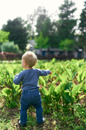 Kid walks across the field among the green bushes. Back viewの写真素材