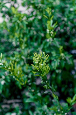 Swollen buds on a tangerine tree in spring