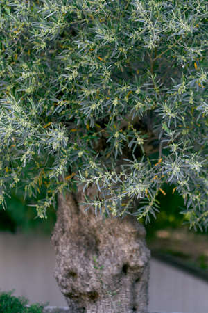 Big blooming olive tree in the garden in spring