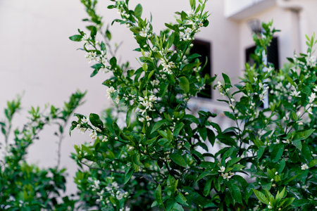 Blooming tangerine tree on the background of the buildingの写真素材