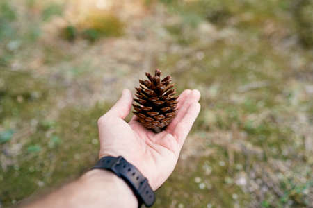 Brown spruce cone on a man palm. Close-upの写真素材