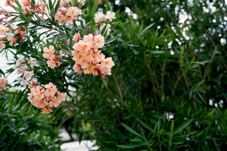Oleander tree blooming with pink flowers. Close-upの写真素材