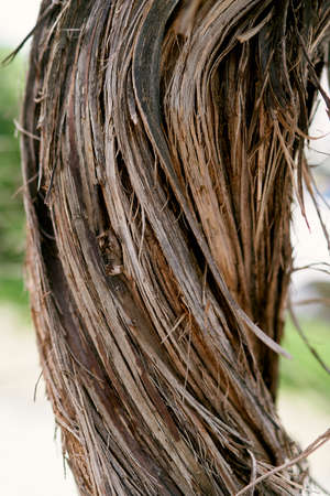 Brown cracked grape bark. Close-upの写真素材