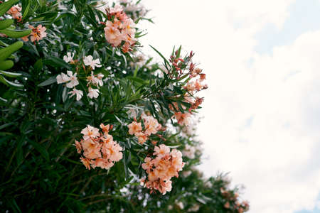Blooming branches of oleander on a background of blue sky