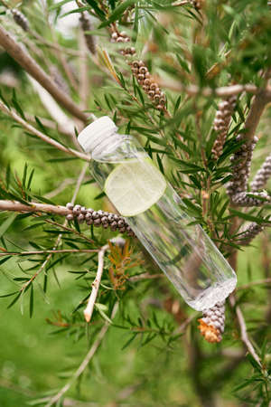 Bottle of water with lemon lies on the branches of a tree among the green foliage