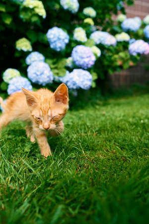 Ginger kitten walks on a green lawn against the background of blooming hydrangeaの写真素材