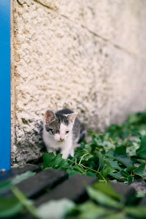 White and gray kitten sits on green foliage near a stone wallの写真素材
