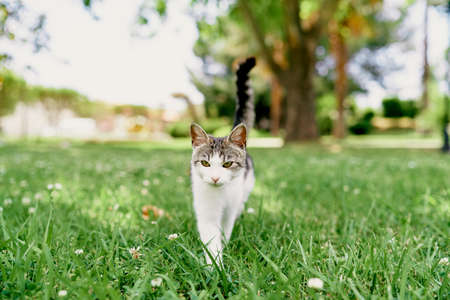 Cat walks on a green lawn against a background of treesの写真素材
