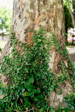 Green ivy weaves along the trunk of a large plane tree. Close-upの写真素材