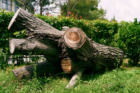 Huge trunk of a cut branchy tree lies on the green grass among the bushesの写真素材