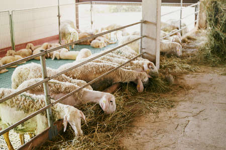 Sheep eat hay from behind a fence on a indoor farmの写真素材