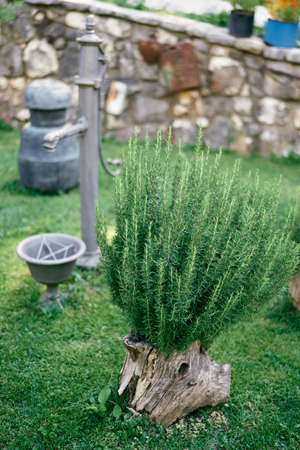 Green bush grows from an old stump near a water columnの写真素材