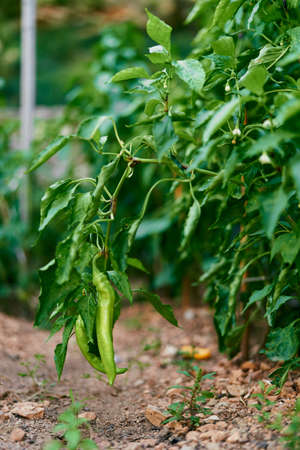 Green peppers growing on a bush in the garden